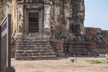 Fototapeta premium Monkey in Thailand