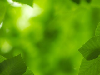 初夏の森　イメージ素材