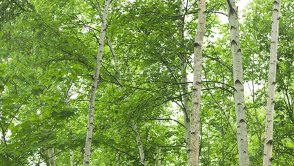 Obraz premium 新緑のシラカバの森