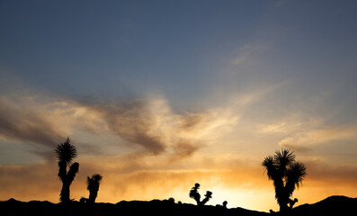 Joshua Tree silhouette against the setting sun