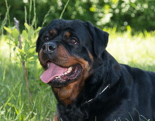 Rottweiler