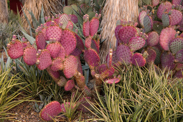 Purple-pink Prickly Pear Cactus