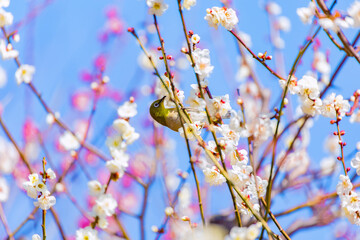 The Japanese White-eye and white plum blossoms. Located in Tokyo Prefecture Japan.