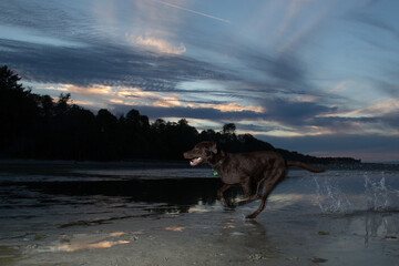 Lab running in water at sunset