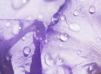 Raindrops on a flower of iris