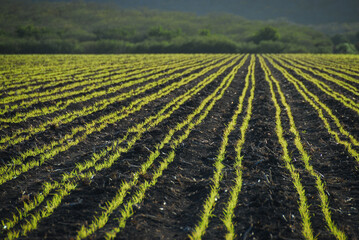 Green rows