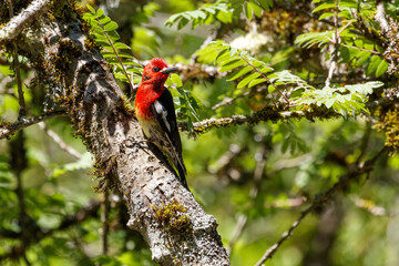 red breasted sapsucker