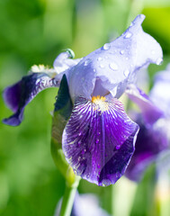 Raindrops on a flower of iris