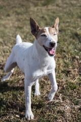 Jack Russell Terrier Laughing