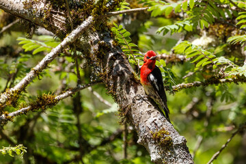 red breasted sapsucker