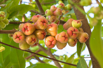 rose apple on tree