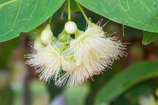 Fototapeta flower of rose apple