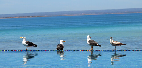 Obraz premium 4 birds on edge of infinity pool overlooking ocean