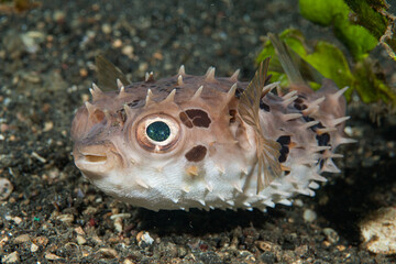 Puffer Fish