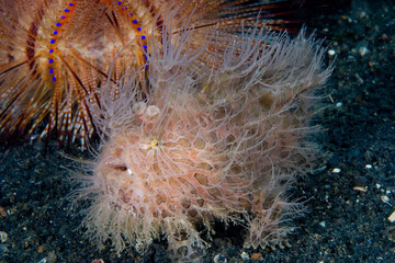 Indonesian Frog Fish