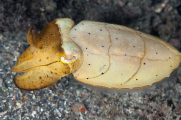 Cuttle Fish