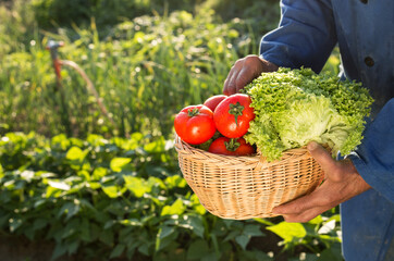 Fototapeta premium farmer holding basket with fresh organic vegetables