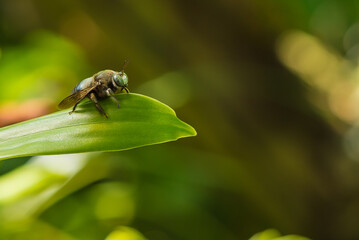 The carpenter bee sit on the leaf