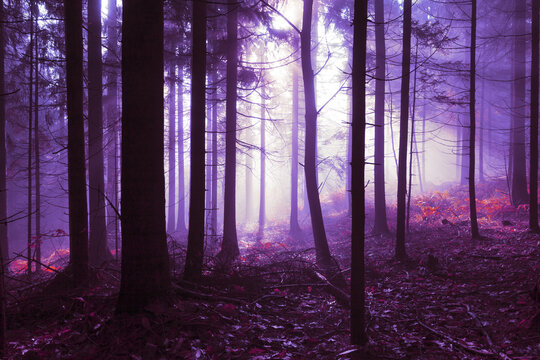 Spooky pink purple colored foggy light in the forest tree landscape. Color tone filter effect used.