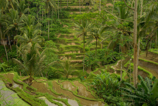 Rice terraces in Indonesia. Agriculture, rice, Indonesia.