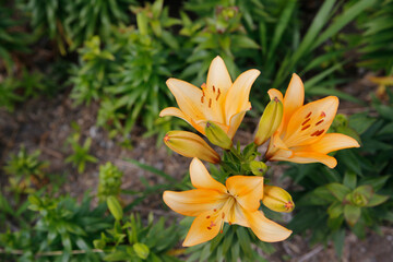 Fototapeta premium yellow lily