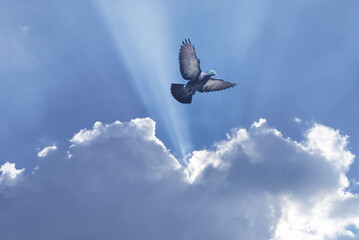 Beautiful dove in a blue sky symbol of faith