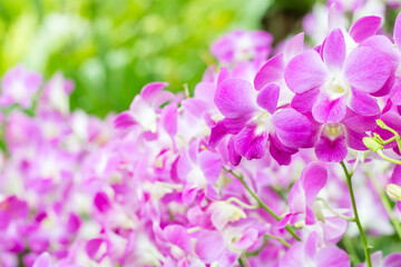 Naklejka na ściany i meble Abstract background of purple orchids, Dendrobium.