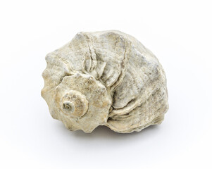 Large beige seashell close-up on a white background.