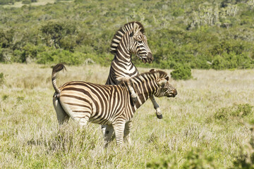 Fototapeta na wymiar Two zebras jumping and playing