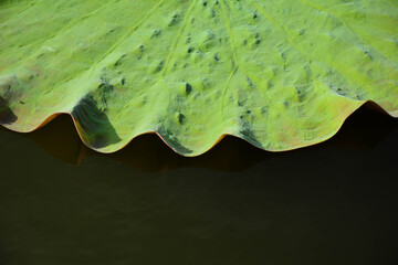 Lotus leaf on the lake.