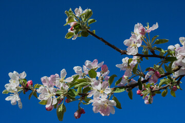 Spring apple