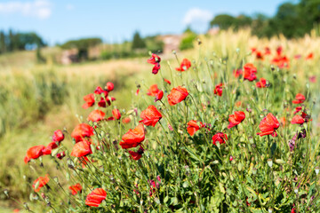 Field of poppies on a beautiful sunny day