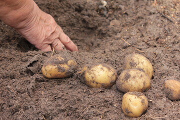 Kartoffeln Sammeln Feld Garten Hand Frau Boden Erde Acker