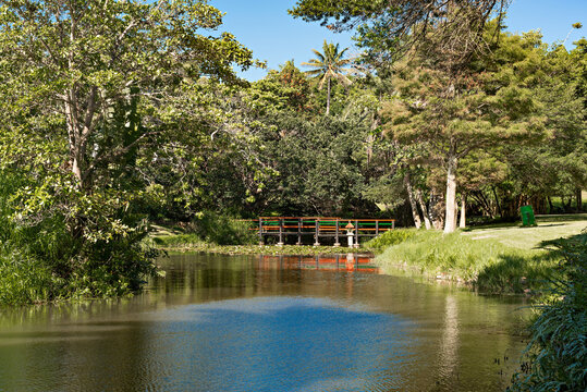 Bridge Over Lily Pond At The Durban North Japanese Gardens, KwaZulu-Natal, South Africa