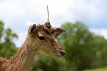 Fototapeta premium unhappy unicorn, young male deer with only one entler