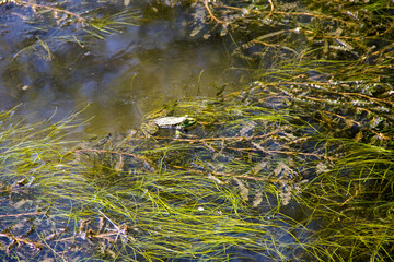 Frog in swamp