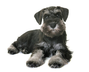 puppy miniature schnauzer