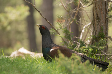 Capercaillie Tetrao urogallus adult male  Coqs de buyère 