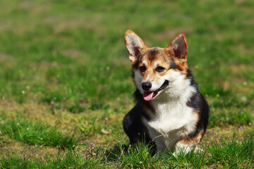 Welsh Corgi Pembroke