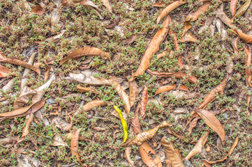 dry leaves leaf and  moss Texture background