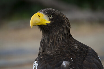 Steller's sea eagle. Haliaeetus pelagicus