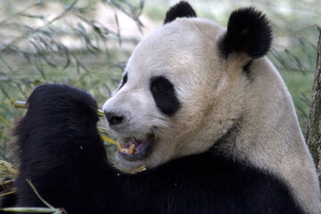 Giant Panda. Ailuropoda melanoleuca
