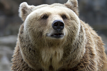 Obraz premium Bear. Ursus arctos