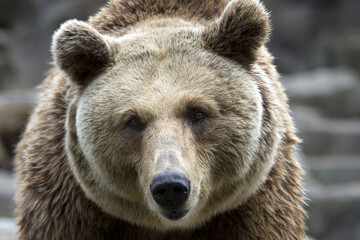 Fototapeta premium Bear. Ursus arctos