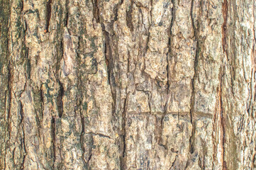 Fototapeta premium Old natural wooden close up, old wood background, texture of bark wood