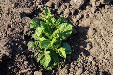 Young potato plant growing on the vegetable garden