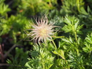 Pulsatilla vulgaris - pasqueflower seed head