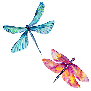 Insect dragonfly set in a watercolor style isolated.