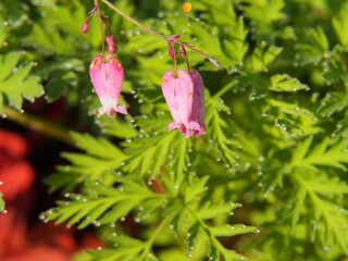 Dicentra eximia (turkey-corn, fringed wild bleeding-heart)  