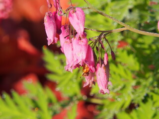 Dicentra eximia (turkey-corn, fringed wild bleeding-heart)  